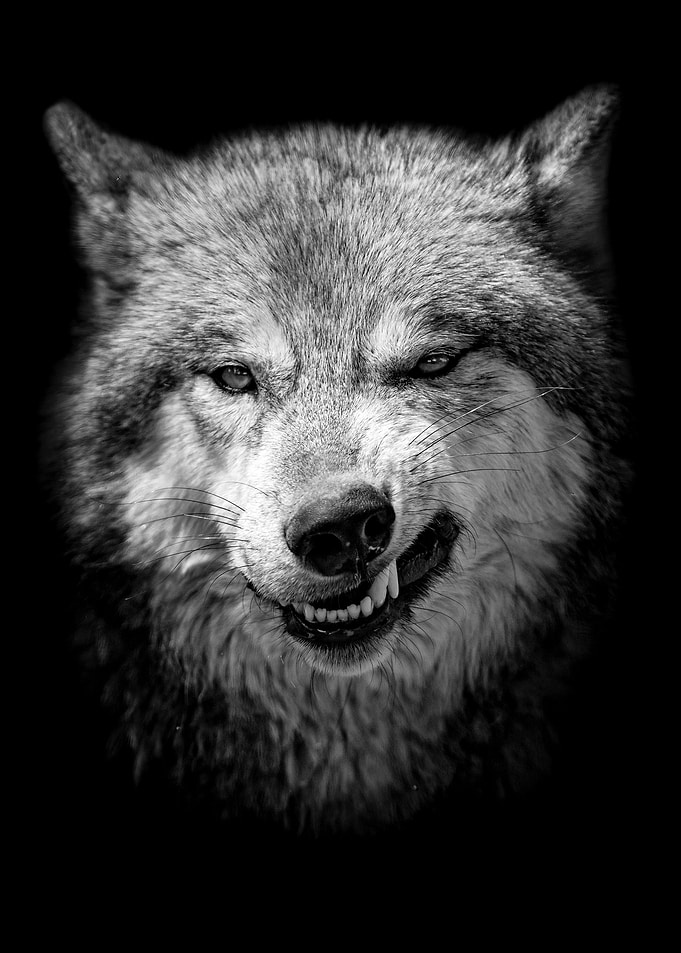Wild angry black wolf face