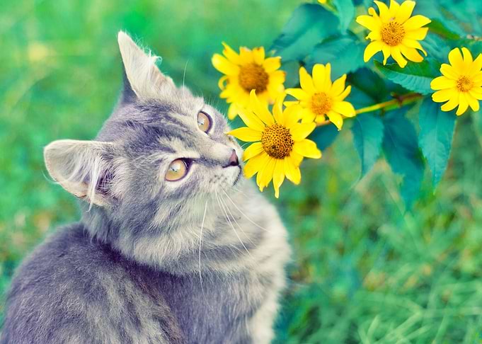 Animals Cat Feline Flowers