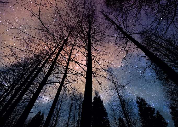 Cosmic tree forest