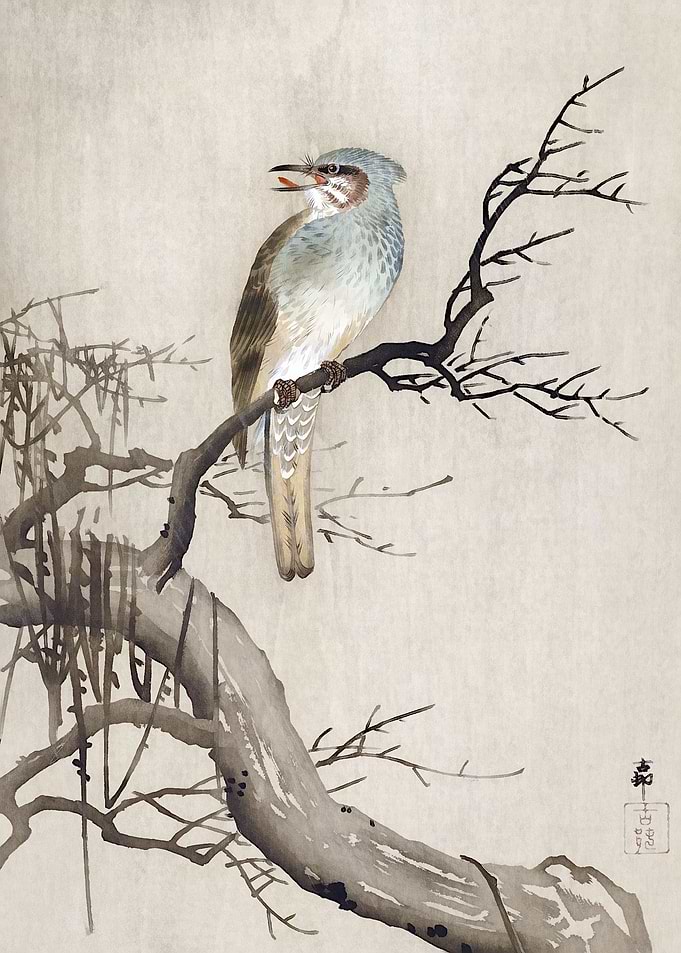 Waxwing Sitting on Tree
