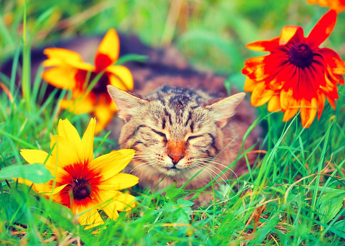 Animals Cat Feline Flowers