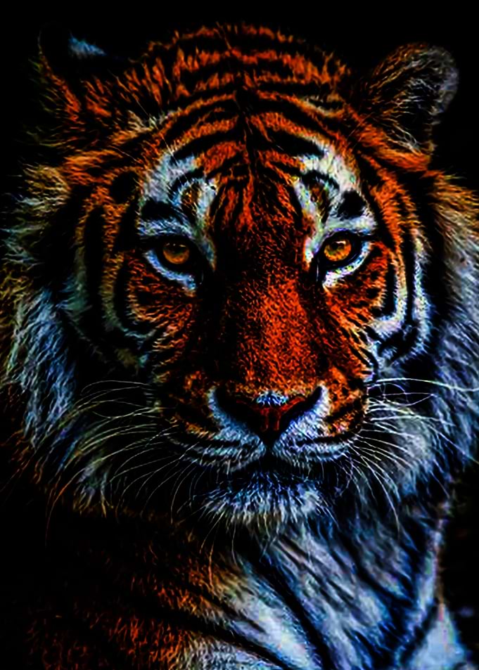 Animal 12