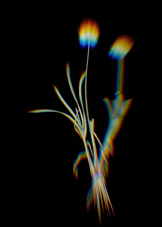 Prism Allium Carolinianum