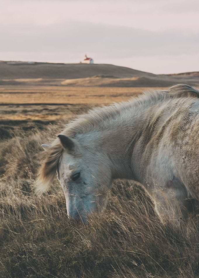 horse