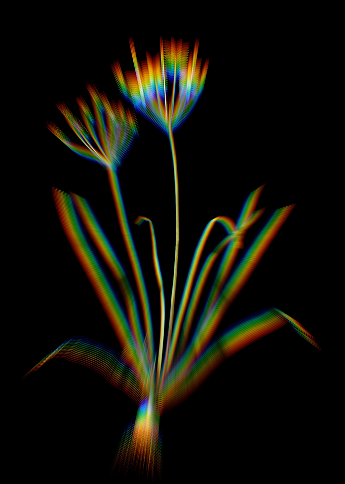 Prism Allium Straitum