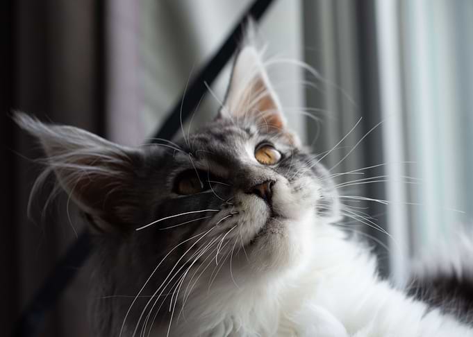 Cat looking up