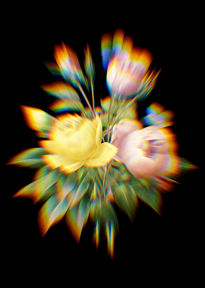 Prism Variety of Roses