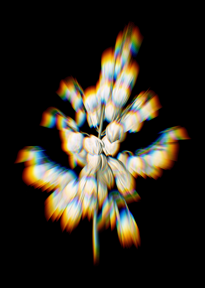 Prism Aloe Yucca Flowers