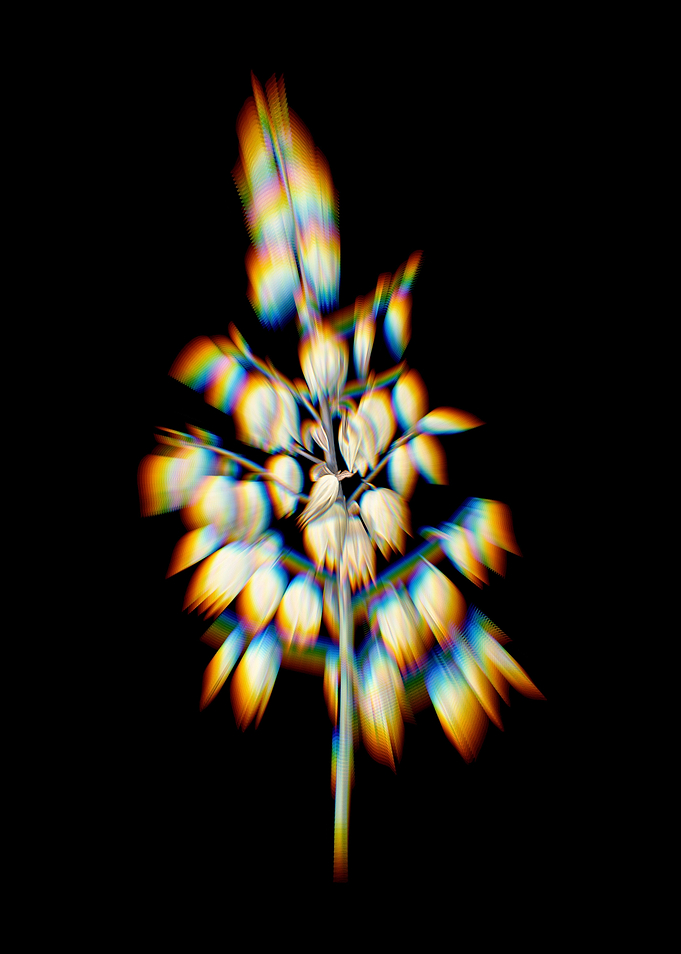 Prism Adams Needle Flowers