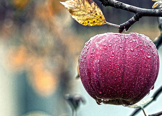 Apple Fruits Collection 1