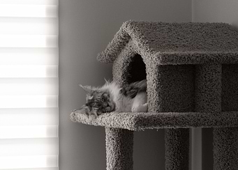 Cat sleeping in house