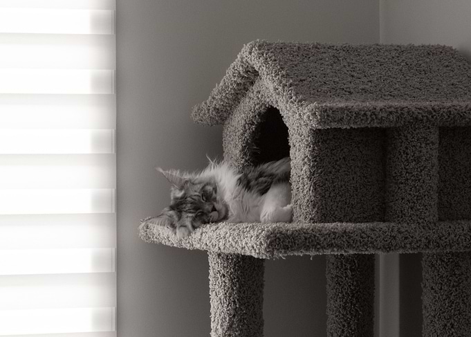 Cat sleeping in house