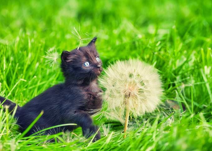 Animals Baby Beautiful Bea