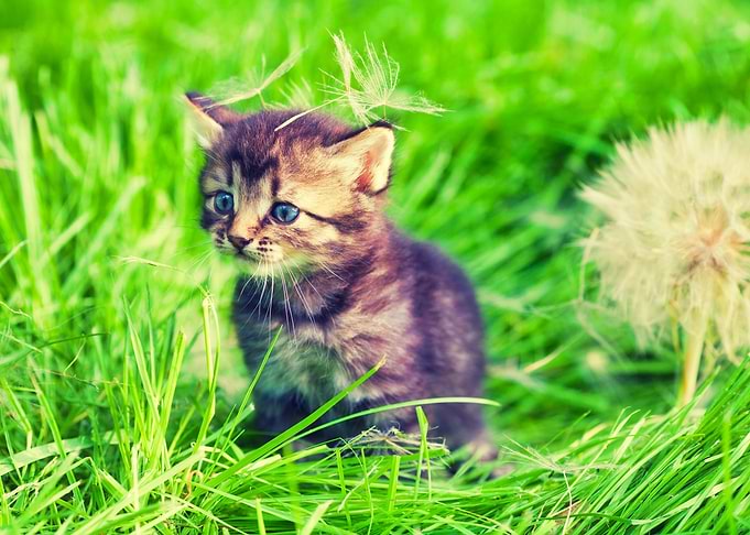 Animals Baby Beautiful Bea
