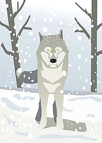 The wolf
