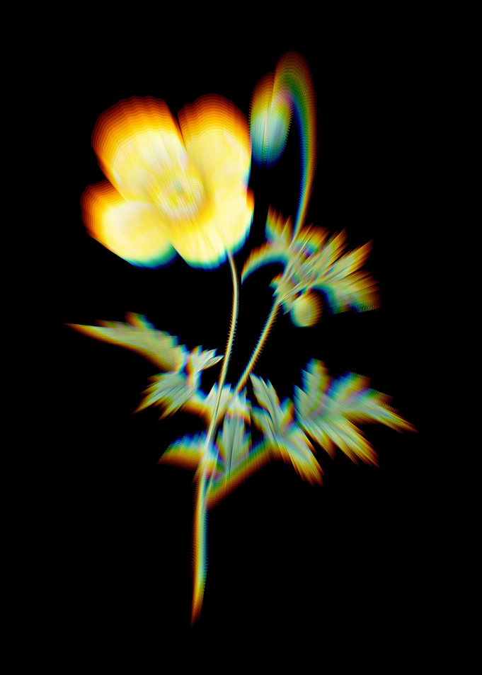 Prism Welsh Poppy Flowers