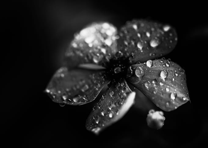 Periwinkle