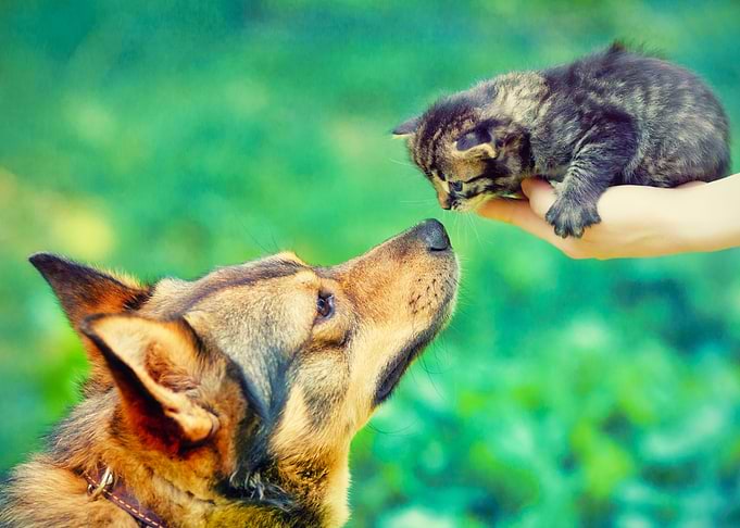 Cat Dog Animal Pet Domesti