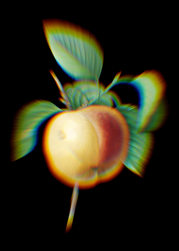 Prism Snow Calville Apple