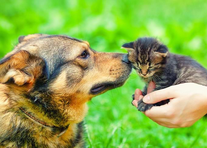 Animal Best Brave Canine C