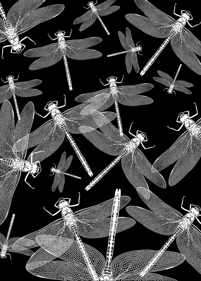 Dragonfly Insect