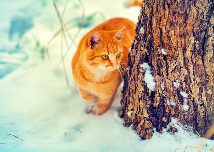Animals Cat Feline Forest