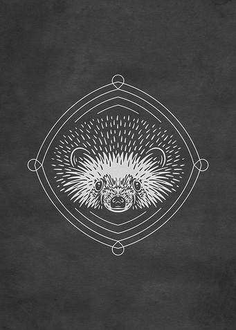 Hedgehog Forest Animal