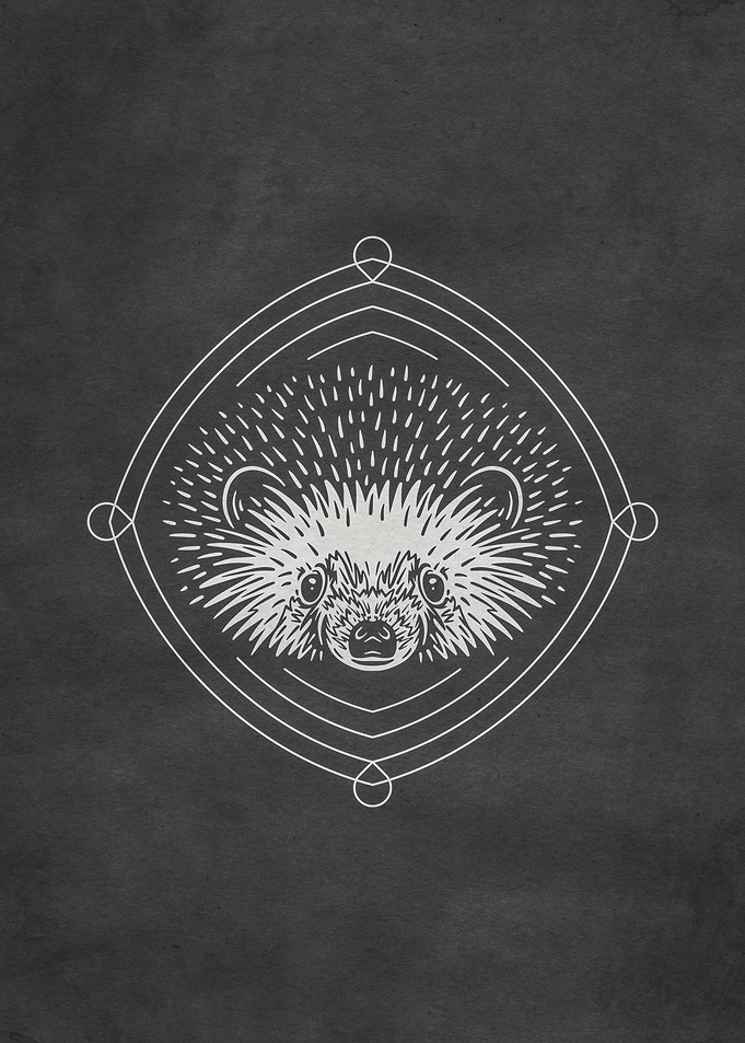 Hedgehog Forest Animal