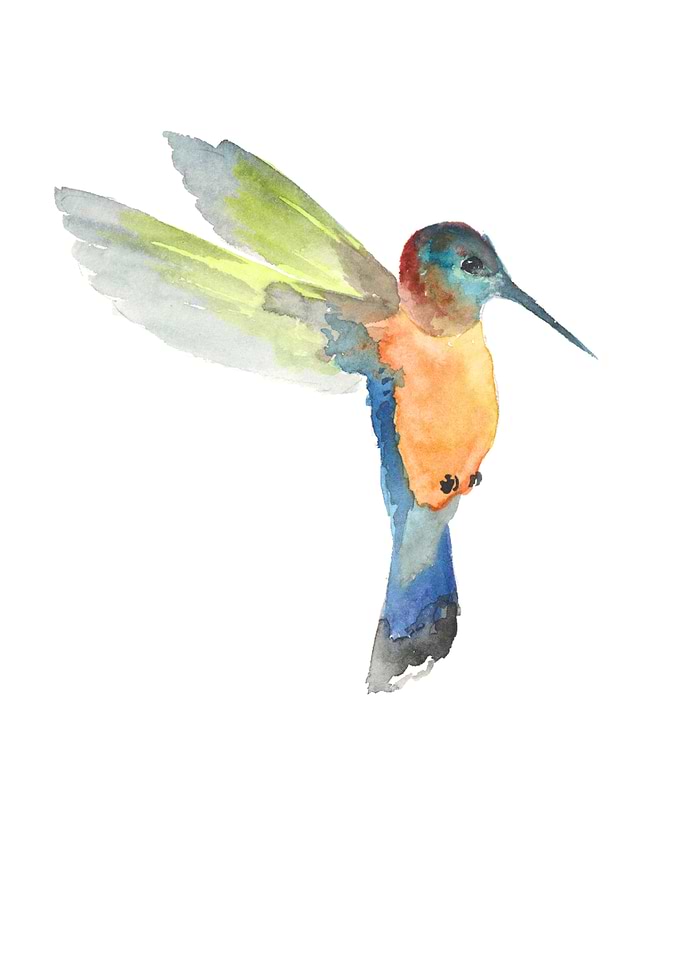 Hummingbird watercolor