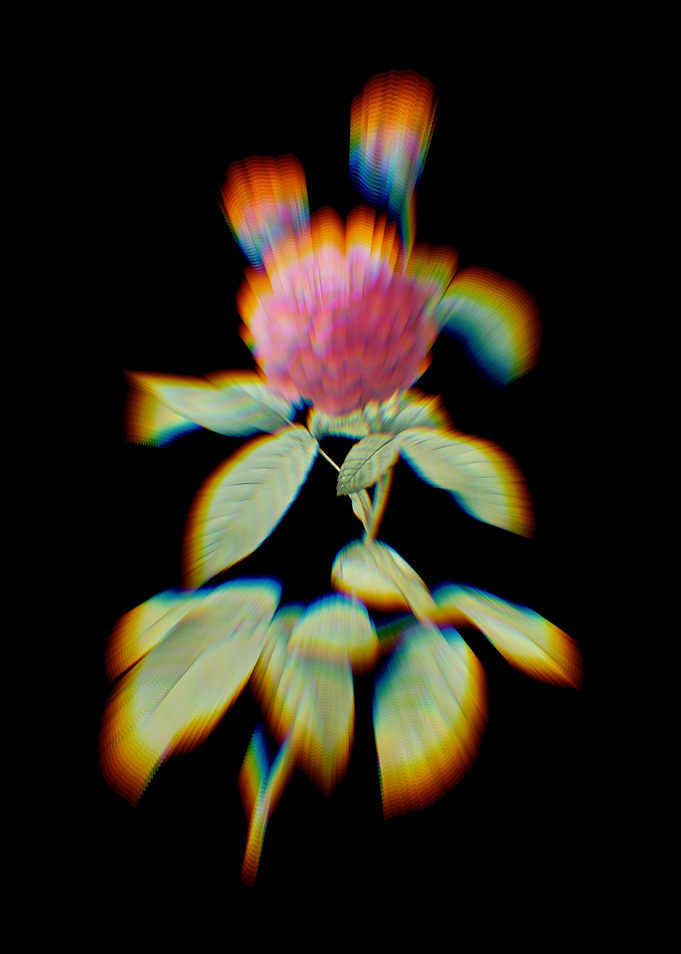 Prism Agatha Rose in Bloom