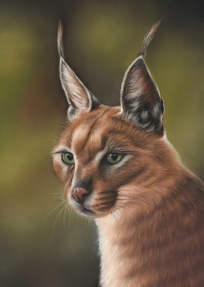Caracal