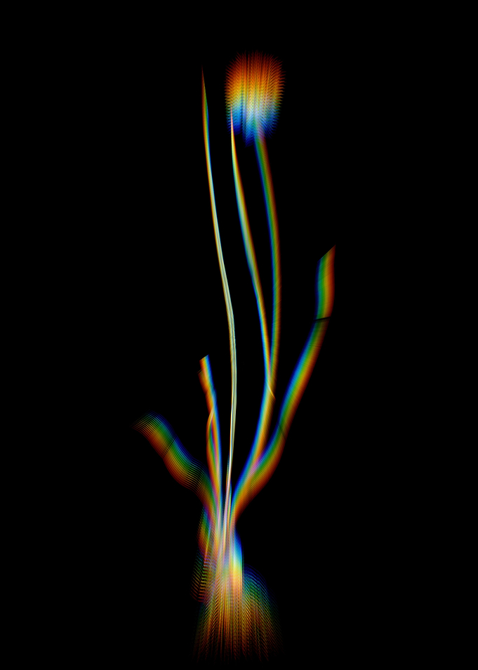 Prism Allium Foliosum
