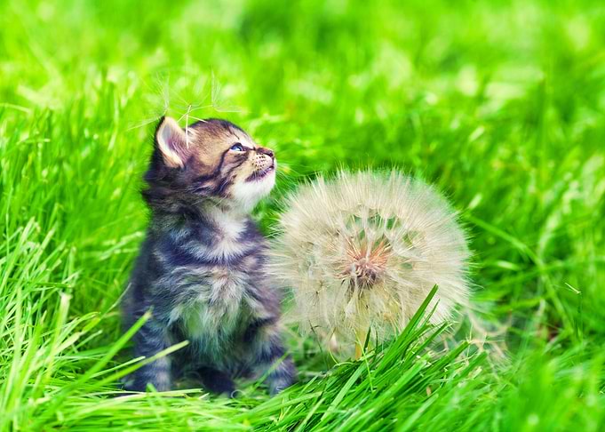 Animals Baby Beautiful Bea