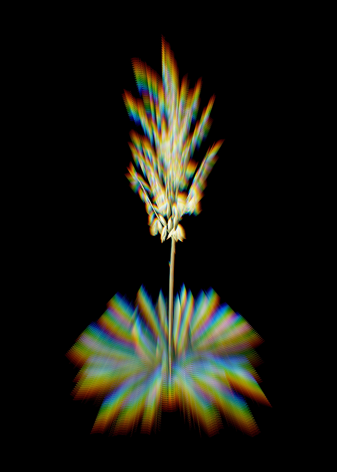 Prism Adams Needle Flowers