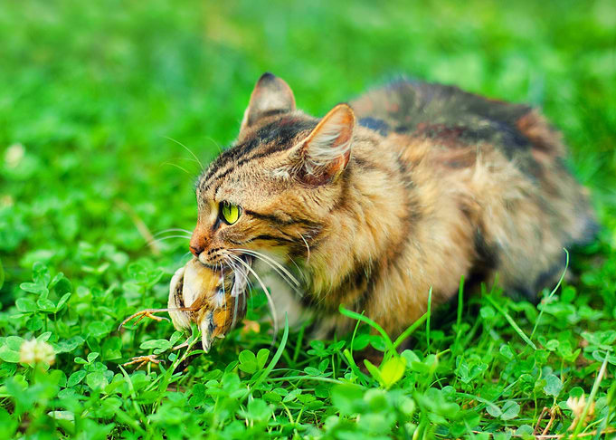 Animals Bird Cat Catch Fel