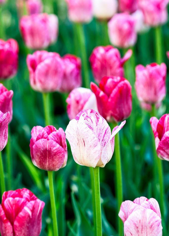 Beautiful Dark Pink Tulips