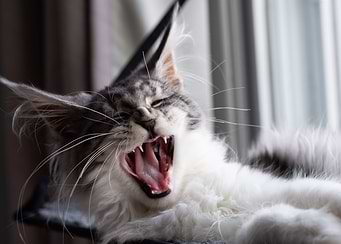 Maine coon yawn