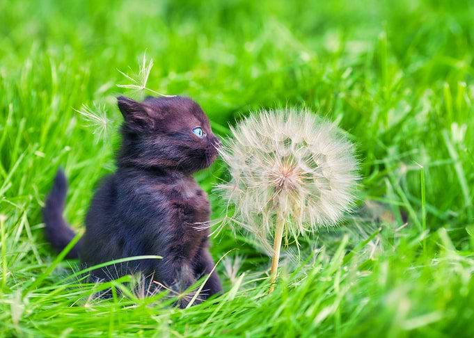 Animals Baby Beautiful Bea