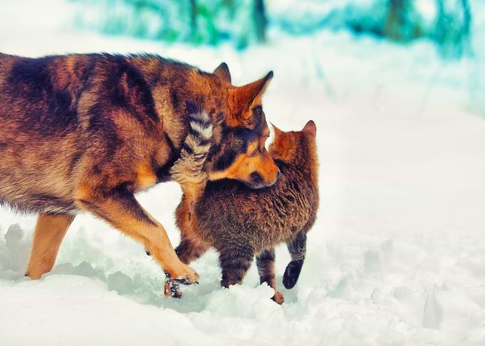 Animal Best Brave Canine C