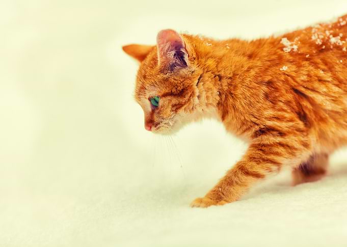 Animal Beige Cat Chill Col