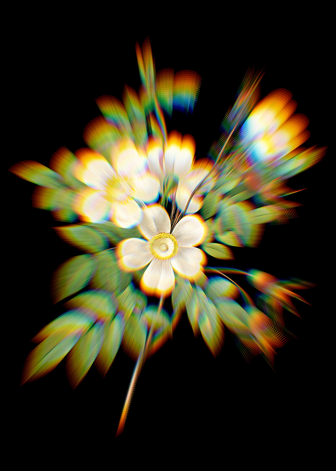 Prism White Candolle Rose