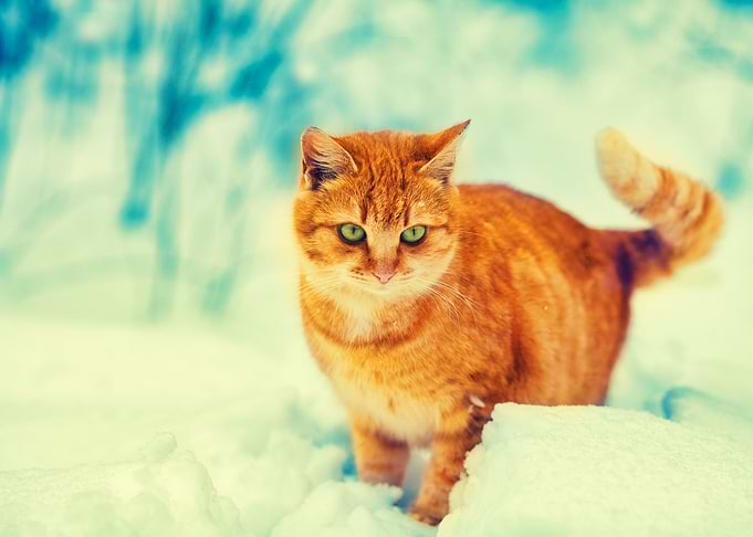 Adorable Alone Animal Blue