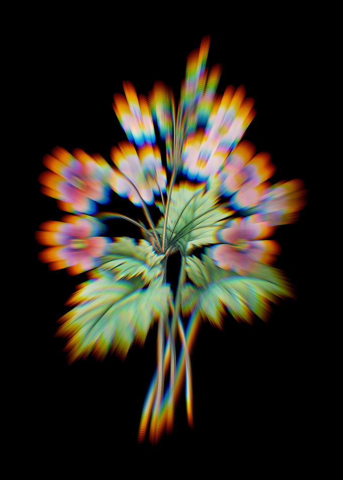 Prism Chinese Primrose