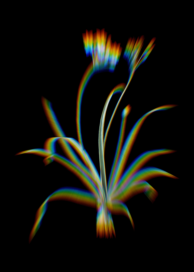 Prism Allium Fragrans
