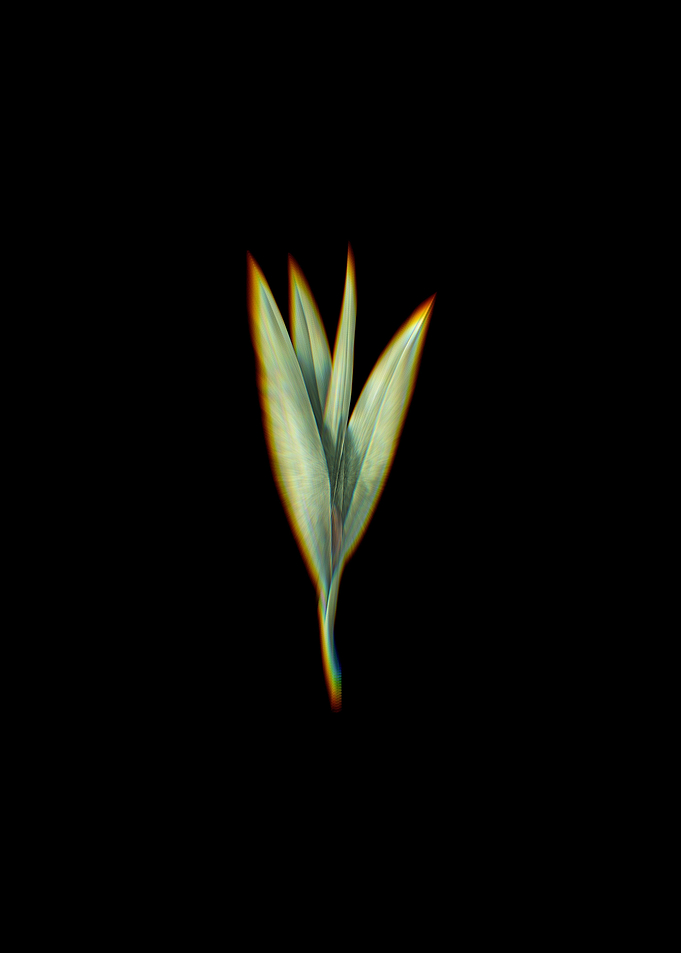 Prism Autumn Crocus