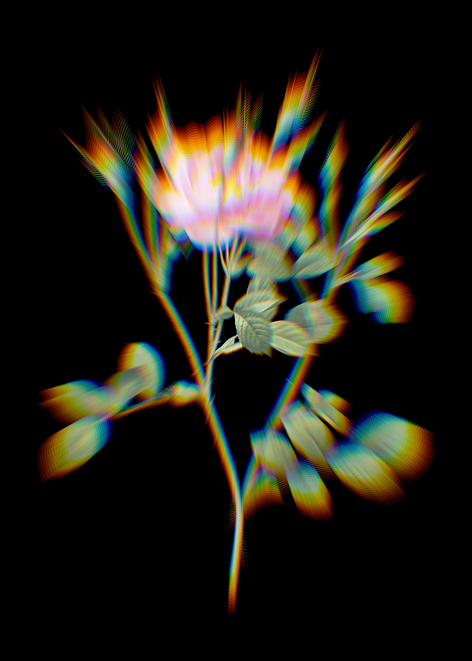 Prism Sweetbriar Rose