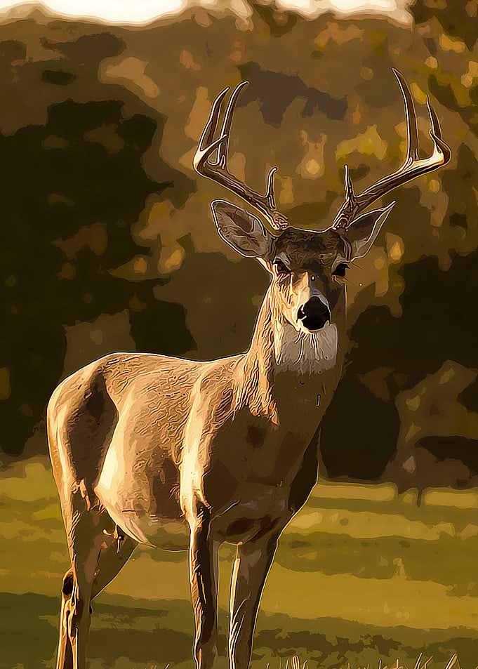 DEER