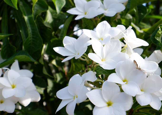 Beautiful White Flower
