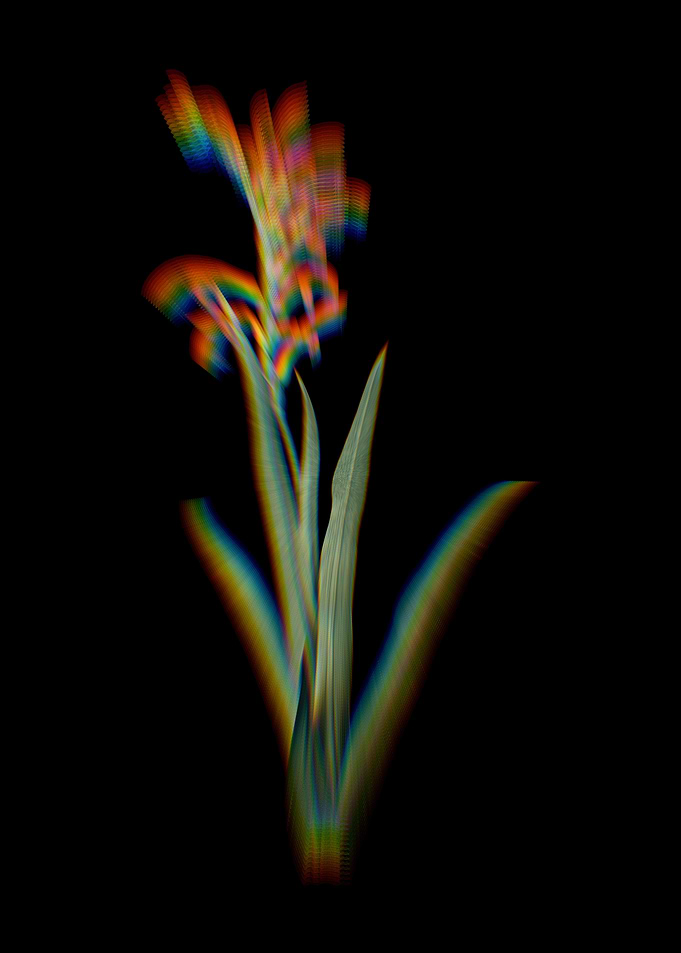 Prism Antholyza Aethiopica