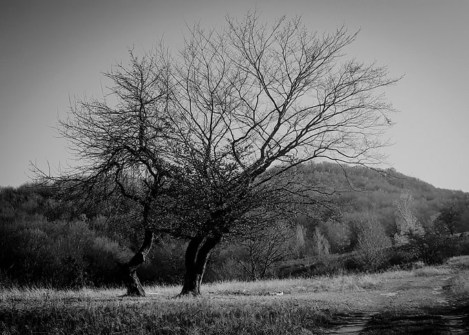 Dream under the tree